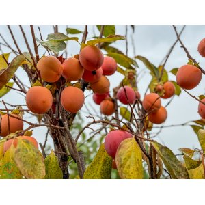 Ebenovník rajčiakonosný (Diospyros Kaki) HURMIKAKI ´TIPO´ - výška 180-210 cm, obvod kmeňa 14/16 cm, kont. C70L (-18°C)